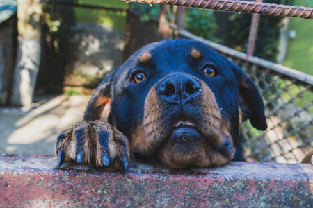 狗猎犬坐在花园里的房子里