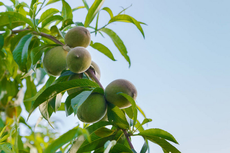 树枝上的绿色未成熟的杏在夏天生长