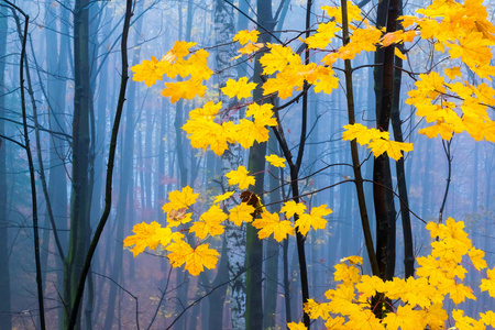欧洲秋林黄叶与神秘雾的对比