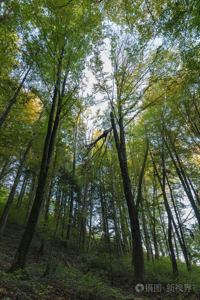 风景秀丽的森林全景与阳光照耀通过它瑞士