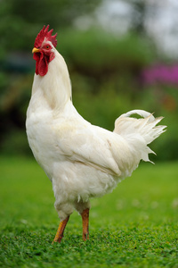 白公鸡 公鸡 在绿色的草坪上