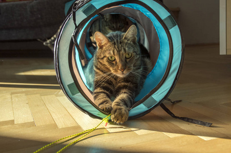 家大理石虎猫潜伏在蓝色和灰色的猫隧道, 眼神交流, 玩黄色的绳子