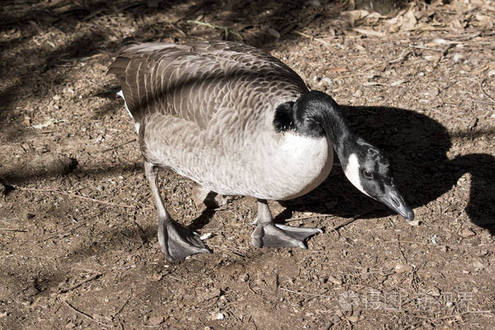 加拿大鹅头向下走