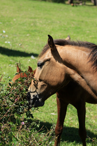 放牧对灌木匹棕色的马