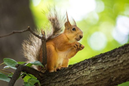 松鼠坐在树的树枝上, 在温暖晴朗的夏日里。松鼠正吃着一颗螺母, 在绿叶的背景下把它放在爪子间。