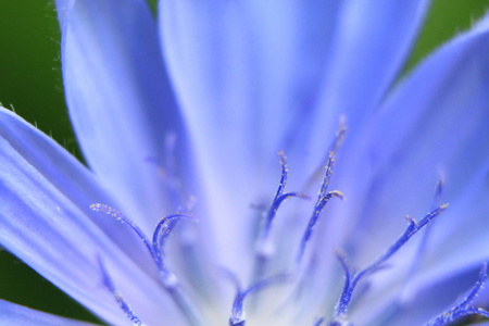 Macrophoto。花的内部结构。蓝花