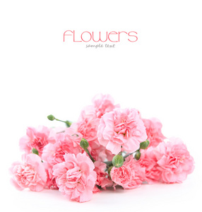 一朵康乃馨图片-一朵康乃馨素材-一朵康乃馨插画-摄图新视界