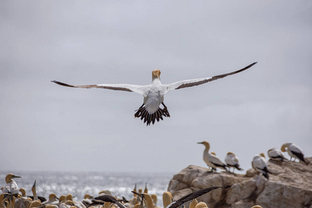 一个海角 Gannet 来土地在它的殖民地在南部非洲