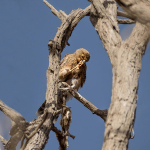 一个更大的隼栖息在一个死树在纳米比亚沙漠