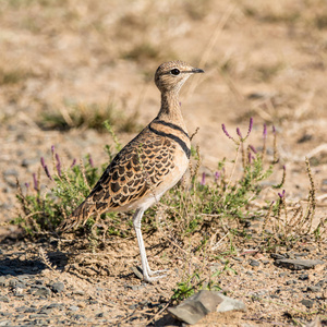 这只精致的小鸟是半干旱和沙漠平原的普通居民和当地游牧民族, 通常在石质地区