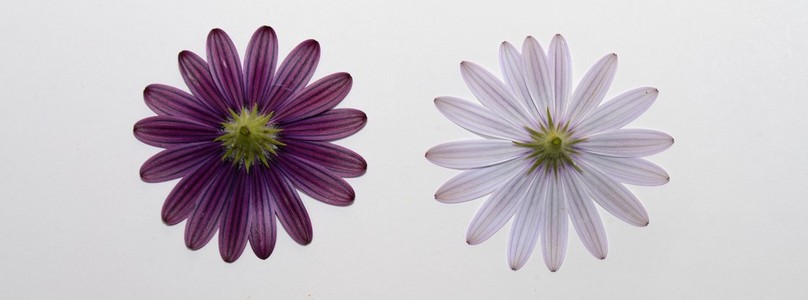 白色和紫色雏菊