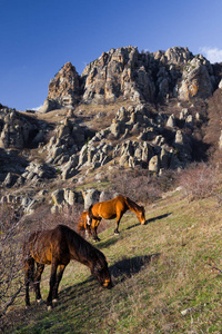 一匹马在山上吃草。Demerdzhi 山脉, 克里米亚共和国