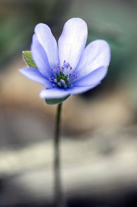 肝诺比利斯盛开, 单蓝紫紫色小花, 早春野花, 褐色背景