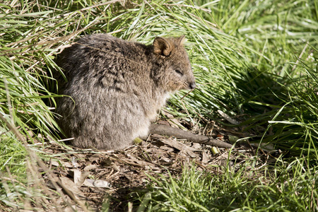 quokka 藏在高高的草丛里