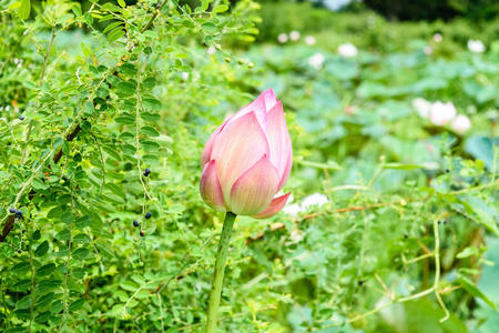 美丽的莲花是佛陀的象征, 泰国
