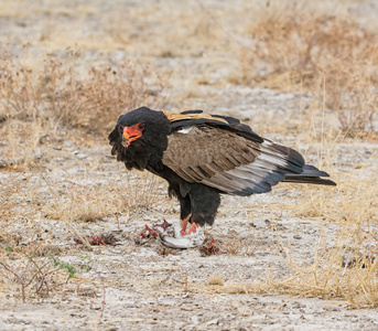 在纳米比亚大草原上捕到的一只鸟 Bateleur 鹰喂养