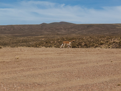 骆驼在玻利维亚高原