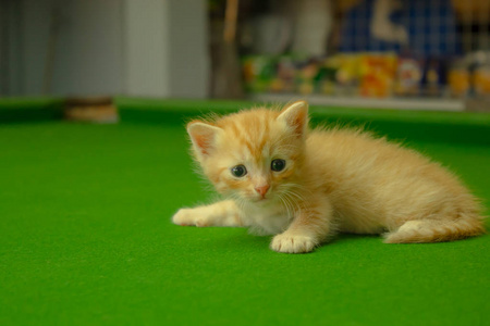 波斯小猫棕色, 泰国