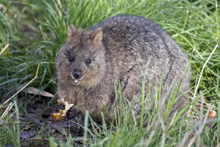 quokka 藏在高高的草丛里吃水果