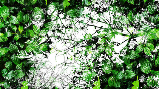 热带绿叶的抽象背景。剪影高对比度