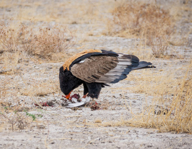 在纳米比亚大草原上捕到的一只鸟 Bateleur 鹰喂养