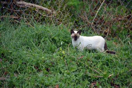 一只褐色白猫在猎杀一只花园蜥蜴