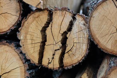 切下的桤木木原木。在准备出口的烤箱中生火的木头。夏天的季节