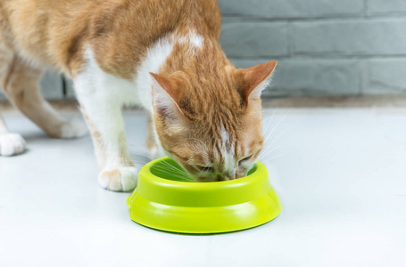 猫在地上的绿碗里吃食物。