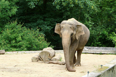大象住在斯洛文尼亚首都卢布尔雅那市的一个动物园里。