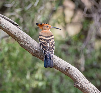 Hoopoe 鸟栖息在南部非洲的一个分支上