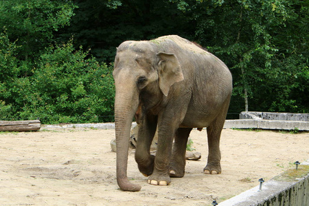 市动物区系大象住在斯洛文尼亚首都卢布尔雅那市的一个动物园里.照片