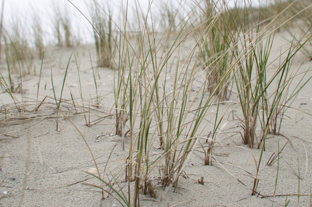 草覆盖的沙丘