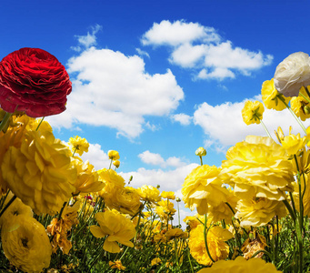 宏伟的大黄色花园毛茛石龙芮在农田上绽放。浅积云在蓝天下飞翔。5月温暖的一天。生态与乡村旅游概念