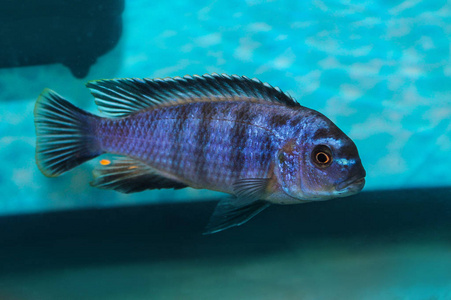 蓝鱼 Pseudotropheus johannii