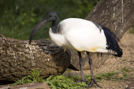 非洲神圣宜必思, Threskiornis aethiopicus, 被认为是神圣的