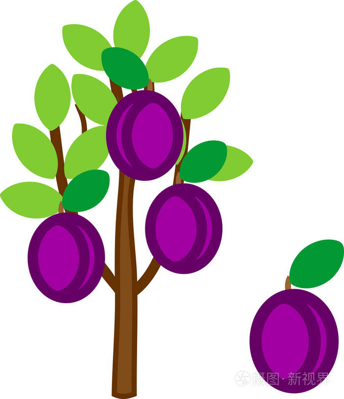 在白色背景查出的成熟李子和绿色皇冠的动画片李子树