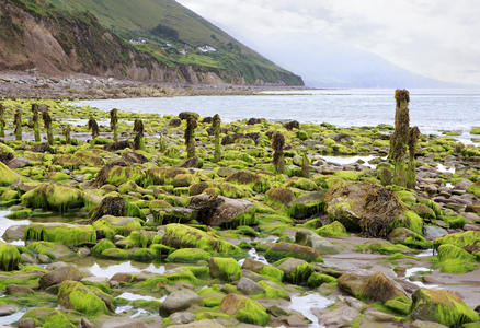 石头与泥和海藻在大西洋海滩