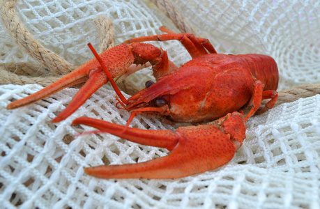 澳洲红螯螯虾红螯虾网照片