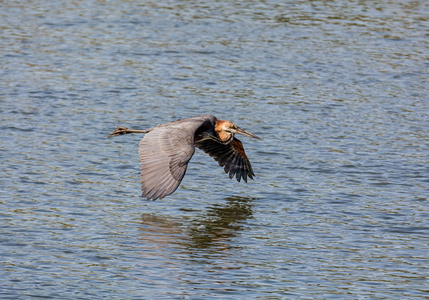 在奥卡万戈河上空飞行的巨人苍鹭