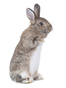 站立的小兔子图片