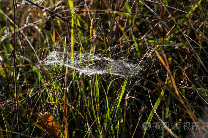 露水和阳光中的蜘蛛网