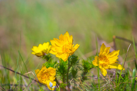 美丽的特写黄色的花朵在草地上