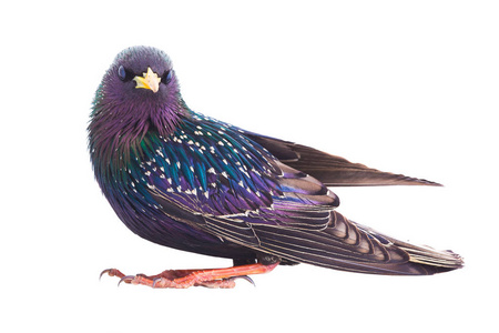 欧洲八哥 (sturnus) 春季的彩色羽毛, 在白色背景下被隔离照片