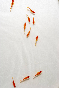 金鱼游泳在白色背景照片