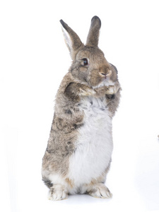 站立的小兔子图片