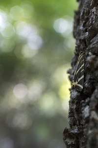 Euplagia quadripunctaria, 叫泽西虎, 日飞蛾在 Petaloudes, 罗德水族馆