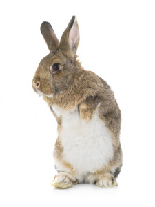 站立的小兔子图片