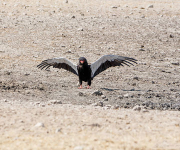纳米比亚大草原上的 Bateleur 鹰