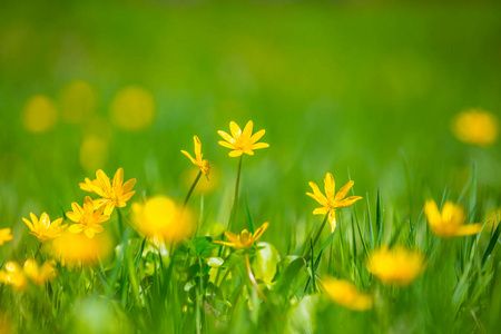 春天草地上的花朵美丽的特写春天的花朵在绿色的草地上照片