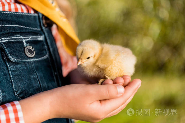 孩子抱着可爱的黄色宝贝小鸡户外的裁剪图像